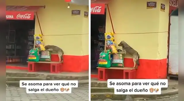 Un conductor aprovechó el tráfico para grabar la travesura de un perro sin hogar, ya que se acercó a unos sacos de comida para devorarlo a escondidas. Foto: captura de Facebook