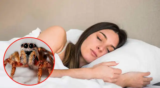 Significado de soñar con arañas y matarlas. Significado de soñar con arañas y matarlas.