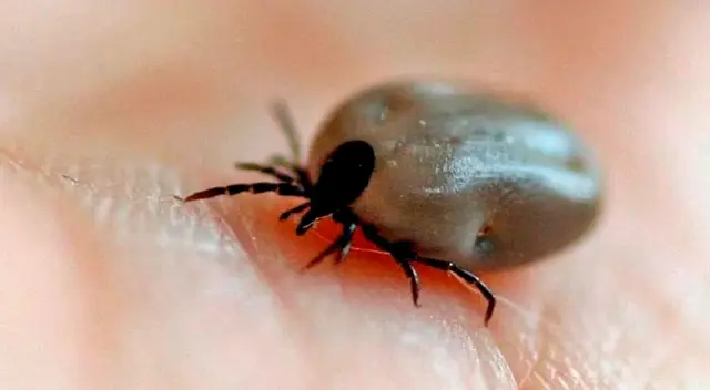 Significado de soñar con garrapatas. Significado de soñar con garrapatas.