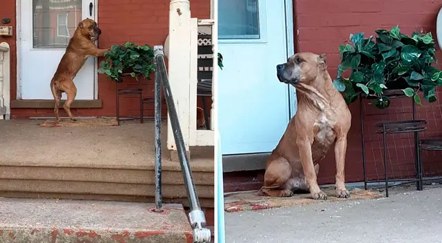 Un nuevo caso de abandono animal se volvió viral en Facebook.