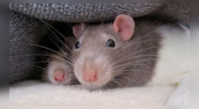 Significado de soñar con ratas grandes. Significado de soñar con ratas grandes.