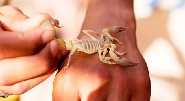 Significado de soñar con alacranes.