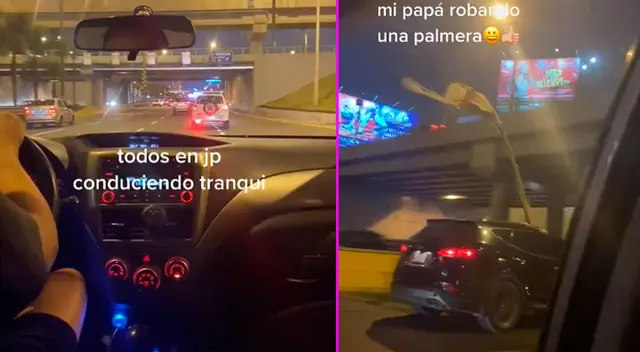 El hombre llevó su palmera en el asiento delantero. El hombre llevó su palmera en el asiento delantero.