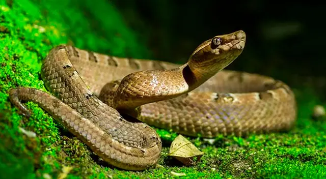 Significado de soñar con víboras. Significado de soñar con víboras.