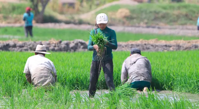 Más detalles del Bono agrario anunciado recientemente.