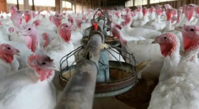 Navidad y Año Nuevo: se ofertarán un millón 652,000 pavos en fiestas Navidad y Año Nuevo: se ofertarán un millón 652,000 pavos en fiestas