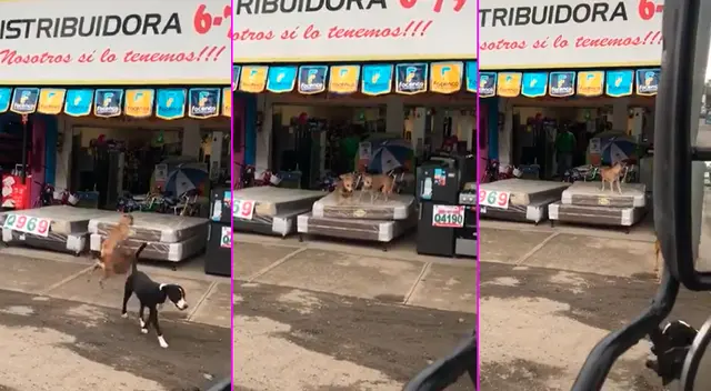 Los perritos fueron sorprendidos por el dueño. Los perritos fueron sorprendidos por el dueño.