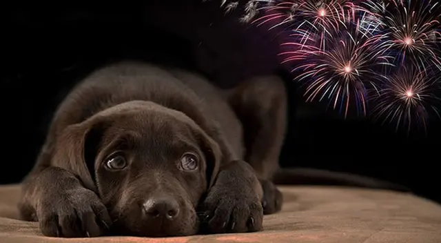 Conoce los daños que causan los pirotécnicos en las mascotas Conoce los daños que causan los pirotécnicos en las mascotas