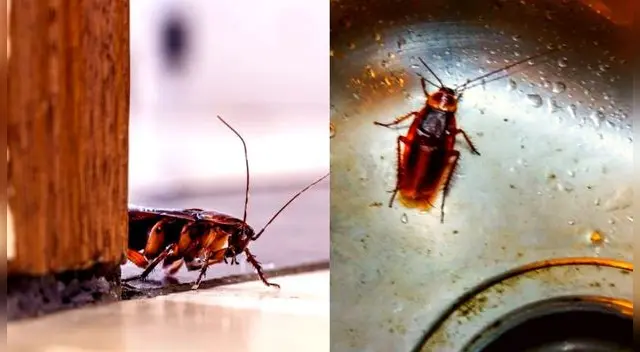 En verano aumenta las cucarachas.