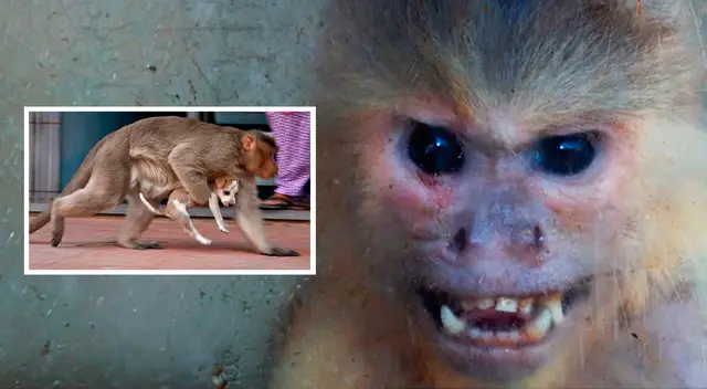 Los primates de raza langur supuestamente sacrificaron a los perros arrastrándolos a las copas de los edificios y árboles, y los dejaron caer. Los primates de raza langur supuestamente sacrificaron a los perros arrastrándolos a las copas de los edificios y árboles, y los dejaron caer.