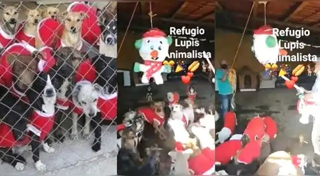Perritos de un refugio incentivan su adopción disfrazados por Navidad y con una piñata
