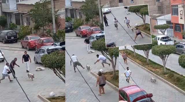 Peculiar escena del cerdo se hizo viral en las redes sociales.