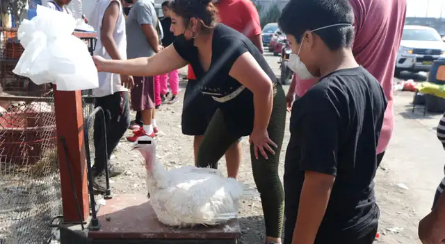 Precio del pavo está por los aires e inaccesible para algunas personas. Precio del pavo está por los aires e inaccesible para algunas personas.