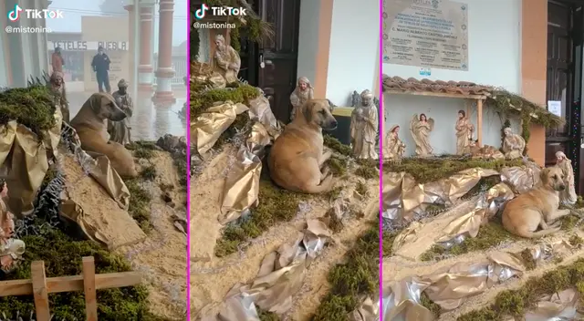 El perrito se quedó sentado esperando que pase la lluvia.