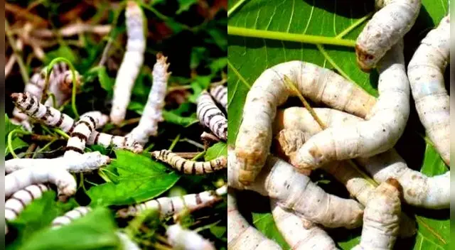 Los gusanos blancos avizara un mensaje positivo.