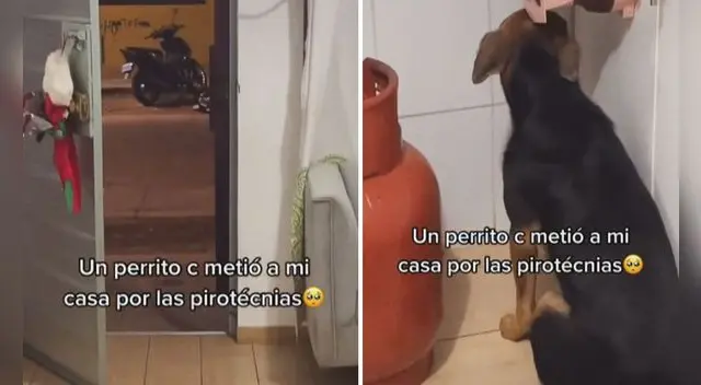 La publicación ayudó a crear conciencia sobre el uso de pirotecnia y las terribles consecuencias que sufren los animales. Foto: captura de TikTok La publicación ayudó a crear conciencia sobre el uso de pirotecnia y las terribles consecuencias que sufren los animales. Foto: captura de TikTok