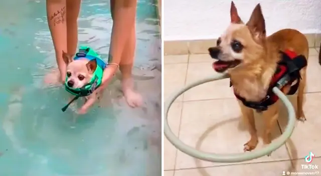 Huarache es sometido a diversas terapias para la movilizar sus patitas y por su ceguera.