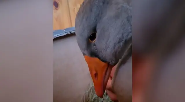 Ganso llora al ser separado de su amiga y el video es viral. Ganso llora al ser separado de su amiga y el video es viral.