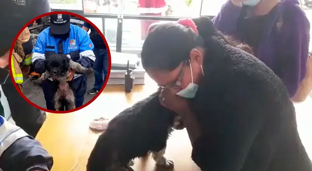 El personal de la Municipalidad de San Luis encontró al perrito en el interior de la carrocería de un vehículo.