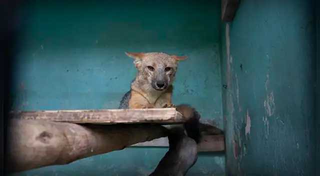 Zorro Run Run se encuentra bien de salud