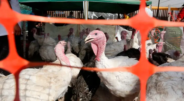 En el Rímac el cerdo aún mantiene su valor y esta bordea entre los 18 y 20 soles el kilo. En el Rímac el cerdo aún mantiene su valor y esta bordea entre los 18 y 20 soles el kilo.