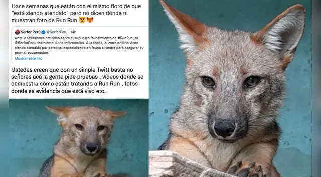 Run Run ha vuelto a ser tendencia en Twitter. Run Run ha vuelto a ser tendencia en Twitter.