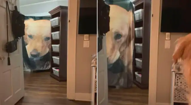 La curiosa escena hizo reír a miles de usuarios en YouTube. La curiosa escena hizo reír a miles de usuarios en YouTube.