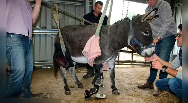El estado de su pierna se deterioró lentamente, lo que provocó que el animal sufriera daños en la espalda y el hombro. Foto: captura de YouTube