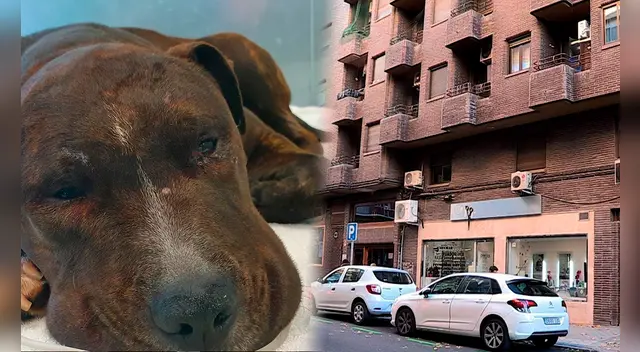 Santa, el perrito, ha resultado herido de importante gravedad. Foto: composición/AIBA-EFE