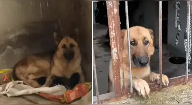 Un grupo de amigos escuchó ruidos en el interior de una vivienda antigua; por ello, se acercaron para averiguar y se llevaron una conmovedora sorpresa. Foto: captura de YouTube