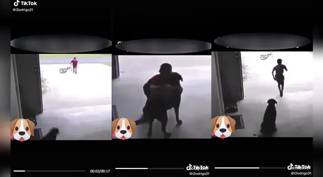 El perrito le movió la cola al pequeño cuando este lo abrazó. Foto: captura de TikTok/Composición el Popular El perrito le movió la cola al pequeño cuando este lo abrazó. Foto: captura de TikTok/Composición el Popular