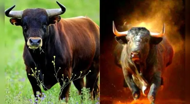 Soñar con un toro negro simboliza testarudez, fuerza de voluntad y fortaleza.