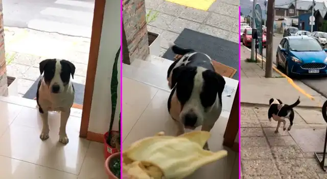 Miles de usuarios pidieron que el joven adopte al cachorro.