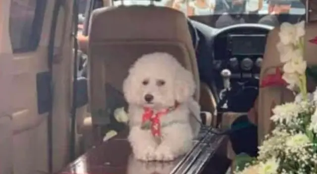 El can no se quiso mover del féretro de su amo.