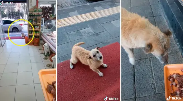 El can se mostró súper contento al ver que le traían comida.