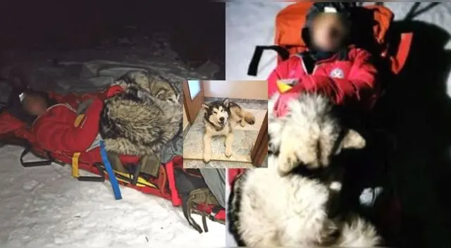 "North" se mantuvo encima del montañista para mantener caliente su cuerpo hasta que llegaron los rescatistas. "North" se mantuvo encima del montañista para mantener caliente su cuerpo hasta que llegaron los rescatistas.