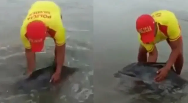 Lurín: policía ayuda a delfín bebé a regresar al mar [VIDEO]