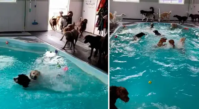Perritos disfrutan del agua y encantan en las redes sociales. Perritos disfrutan del agua y encantan en las redes sociales.