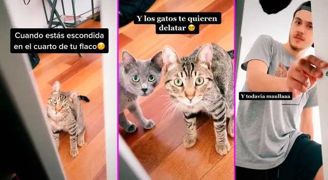 La joven intentó ahuyentar a los gatos. La joven intentó ahuyentar a los gatos.