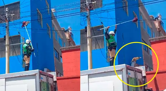 El agente policial trató de evitar la caída del felino, pero no pudo lograrlo. El agente policial trató de evitar la caída del felino, pero no pudo lograrlo.