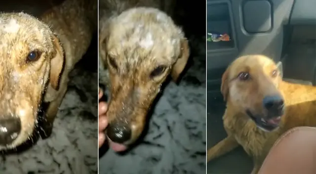 Can se moría de frío, pero dos ángeles decidieron darle una oportunidad.