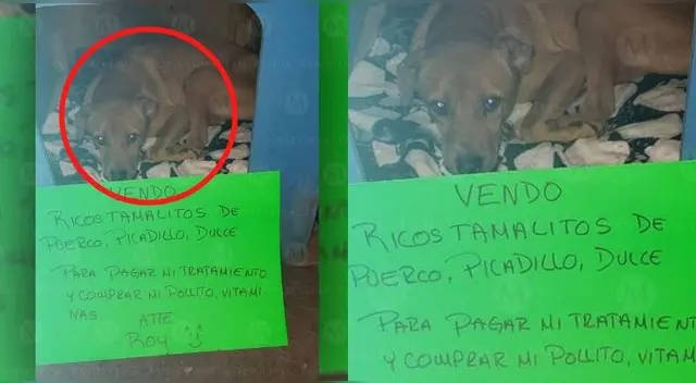 Los perritos se engríen cada vez más, pero hay otros que sufren por alguna enfermedad.
