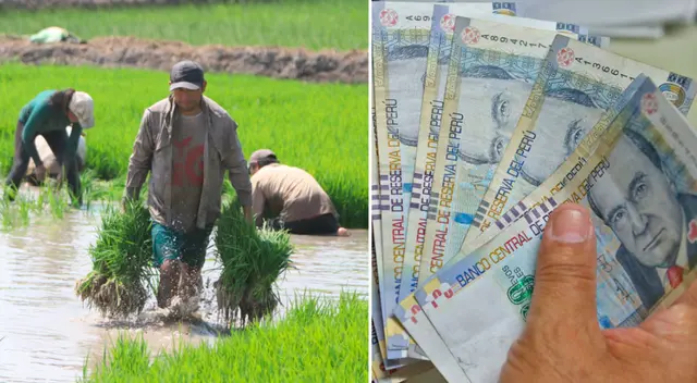 Conoce AQUÍ cómo acceder al padrón del Bono Agrario para acceder a los 350 soles.