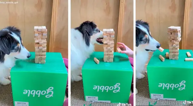 Perro inteligente venció a una persona y se convirtió en viral en las redes.