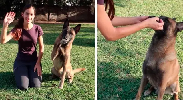 Una tiktoker enseña a realizar unos pasos para que tu mascota aprenda a saludar. Una tiktoker enseña a realizar unos pasos para que tu mascota aprenda a saludar.