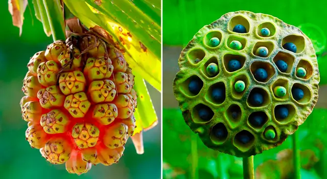 Significado de la fobia a los agujeros. Significado de la fobia a los agujeros.