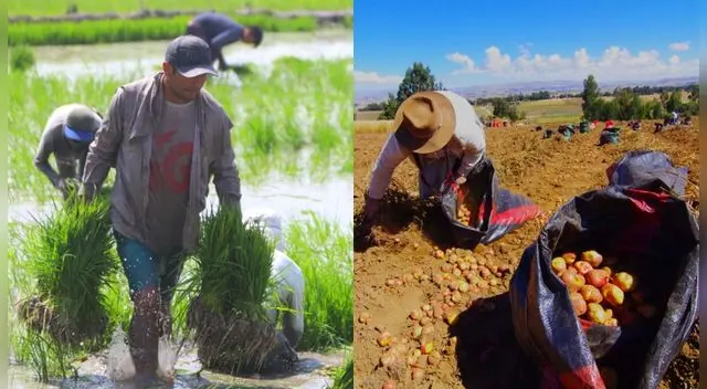 Hasta el 31 de julio de este año hay plazo para cobrar este subsidio.