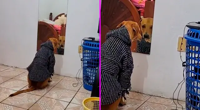 El perrito es viral en TikTok. El perrito es viral en TikTok.