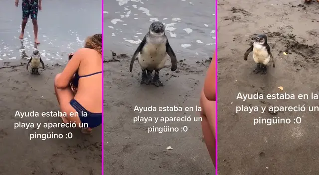 El animal sorprendió a los bañistas. El animal sorprendió a los bañistas.