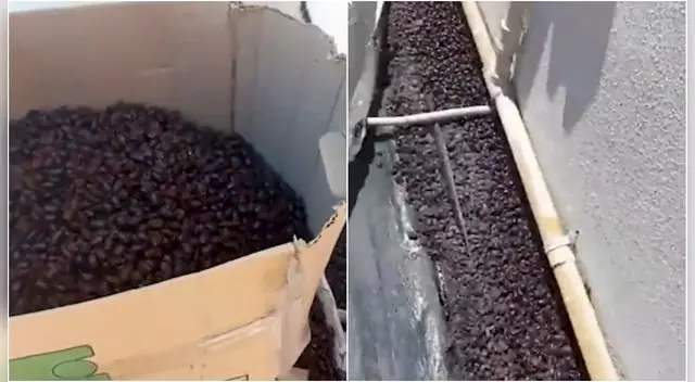 La insólita situación ocurrió en Santa Isabel, un pueblo de unos 2,500 habitantes, ubicado en medio del desierto en el oeste de la provincia de La Pampa, en Argentina. La insólita situación ocurrió en Santa Isabel, un pueblo de unos 2,500 habitantes, ubicado en medio del desierto en el oeste de la provincia de La Pampa, en Argentina.